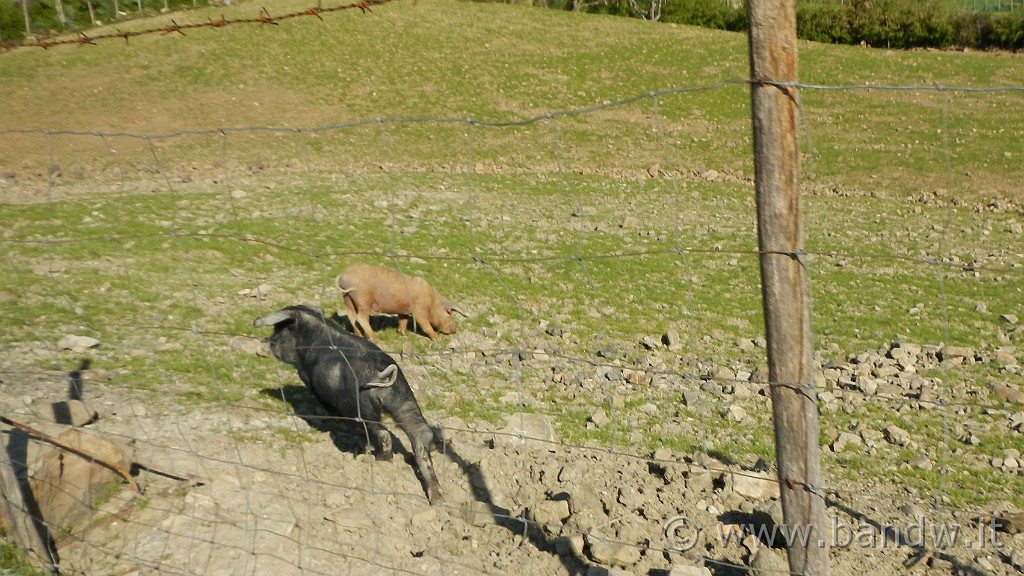 DSCN8857.JPG - Mailini dei Nebrodi (mi sembra di vedere salsicce a 4 piedi)