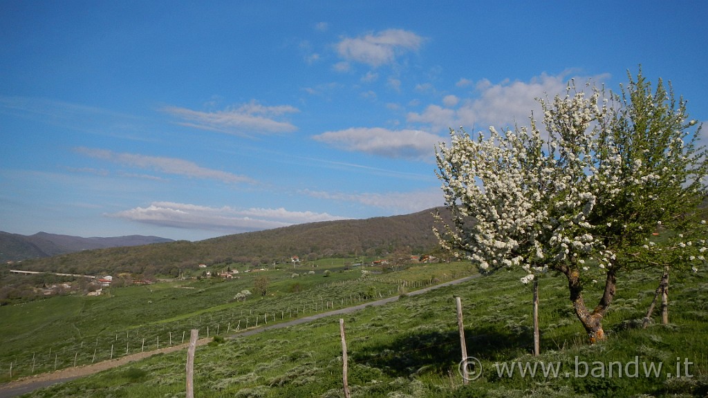 DSCN8861.JPG - I colori della Primavera