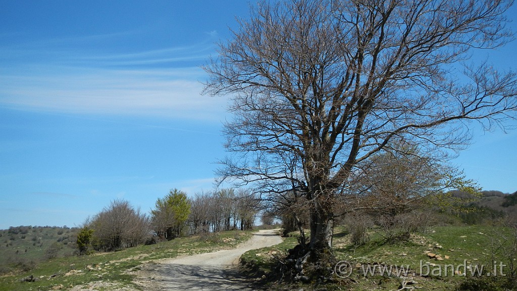 DSCN8901.JPG - Salgo in direzione Dorsale dei Nebrodi