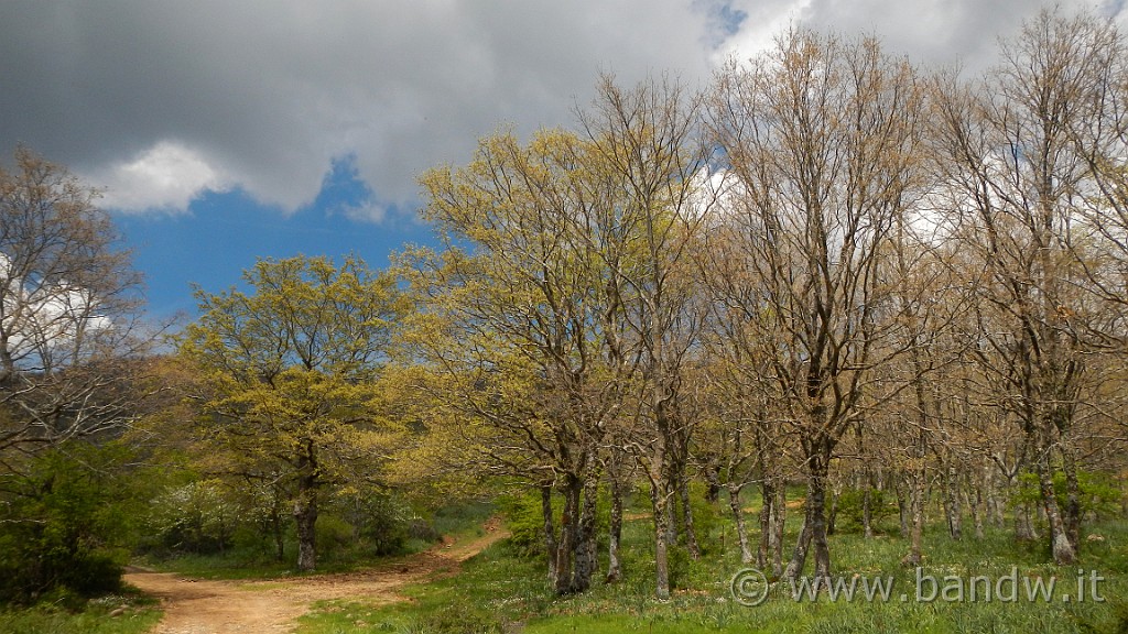 DSCN8922.JPG - Bosco Semantile