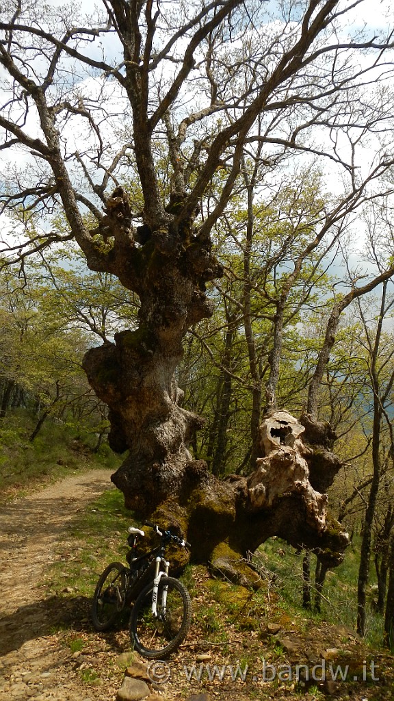 DSCN8923.jpg - Querce secolari