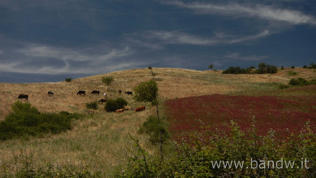 DSCN7299.JPG - Monte Colla New Trail