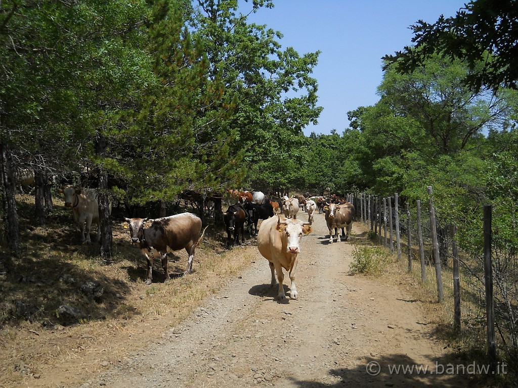 DSCN5687.JPG - Lungo il tragitto troviamo una grossa mandria di mucche che ci sbarra la strada e che afftontiamo con qualche difficoltà