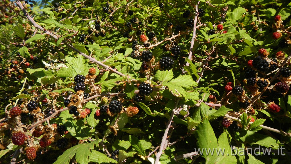 DSCN8465.JPG -                                