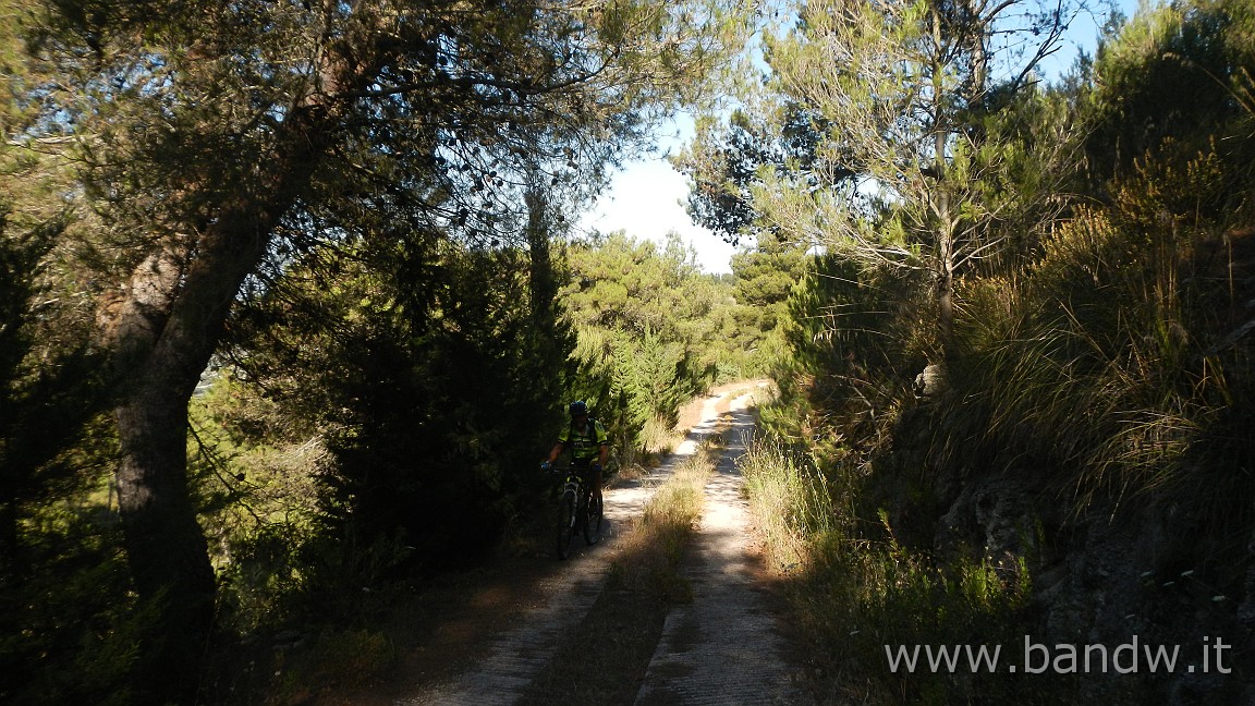 DSCN6506.JPG - Pineta di Chiaramonte Gulfi