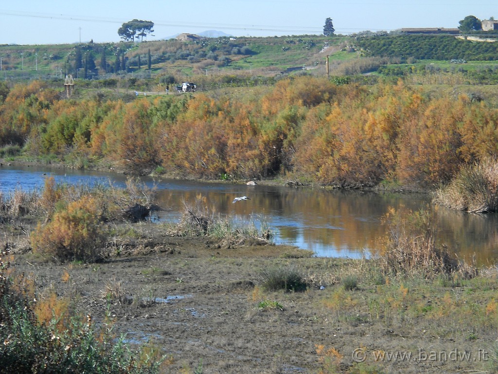 DSCN3344.JPG - Ogni tanto veniamo attratti da grossi uccelli che planano sul Simeto