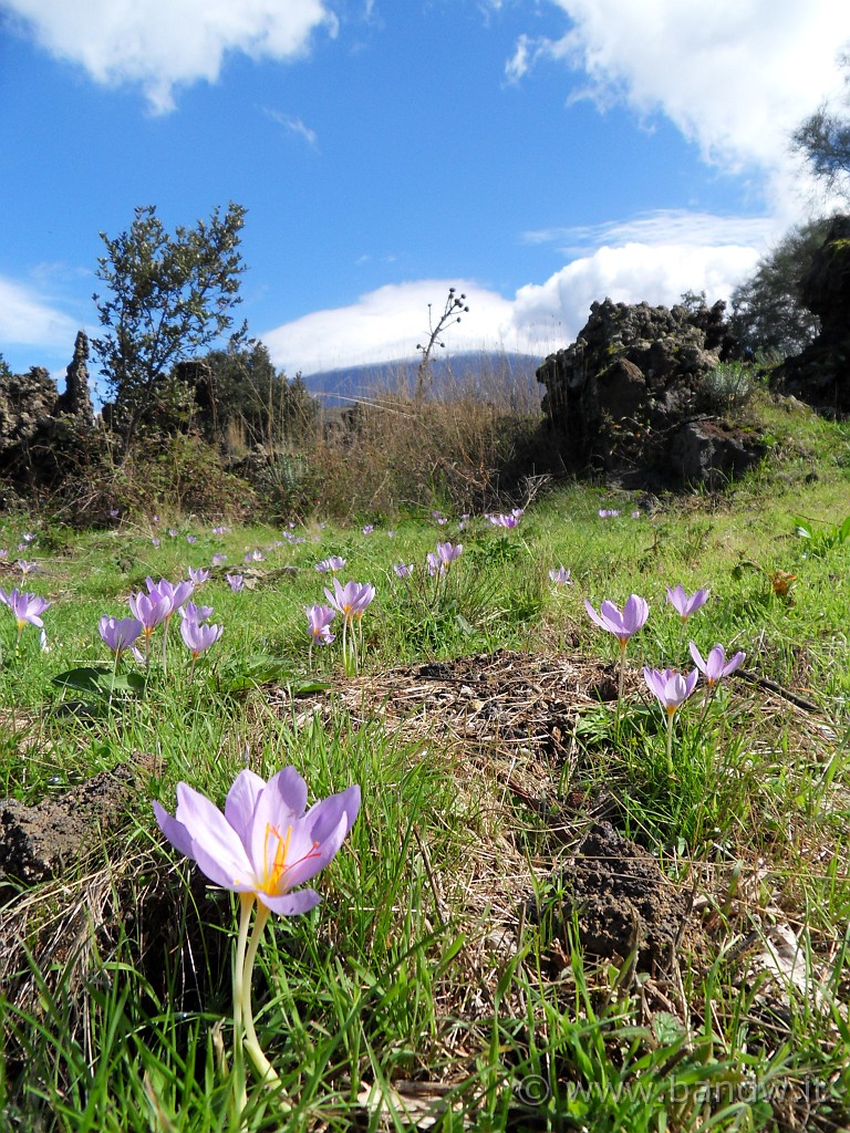 SDC17872.JPG - Campi di zafferano soto Monte Ruvolo