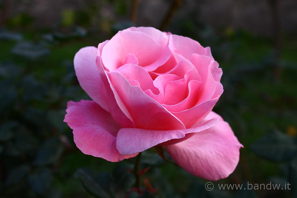 IMG_0082.JPG - Rosa