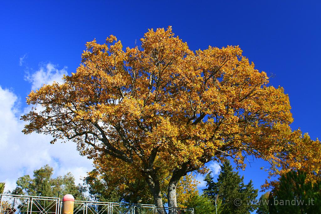 Centro_Sicilia_078.JPG - ....... amo questa accoppiata di colori!!!!...